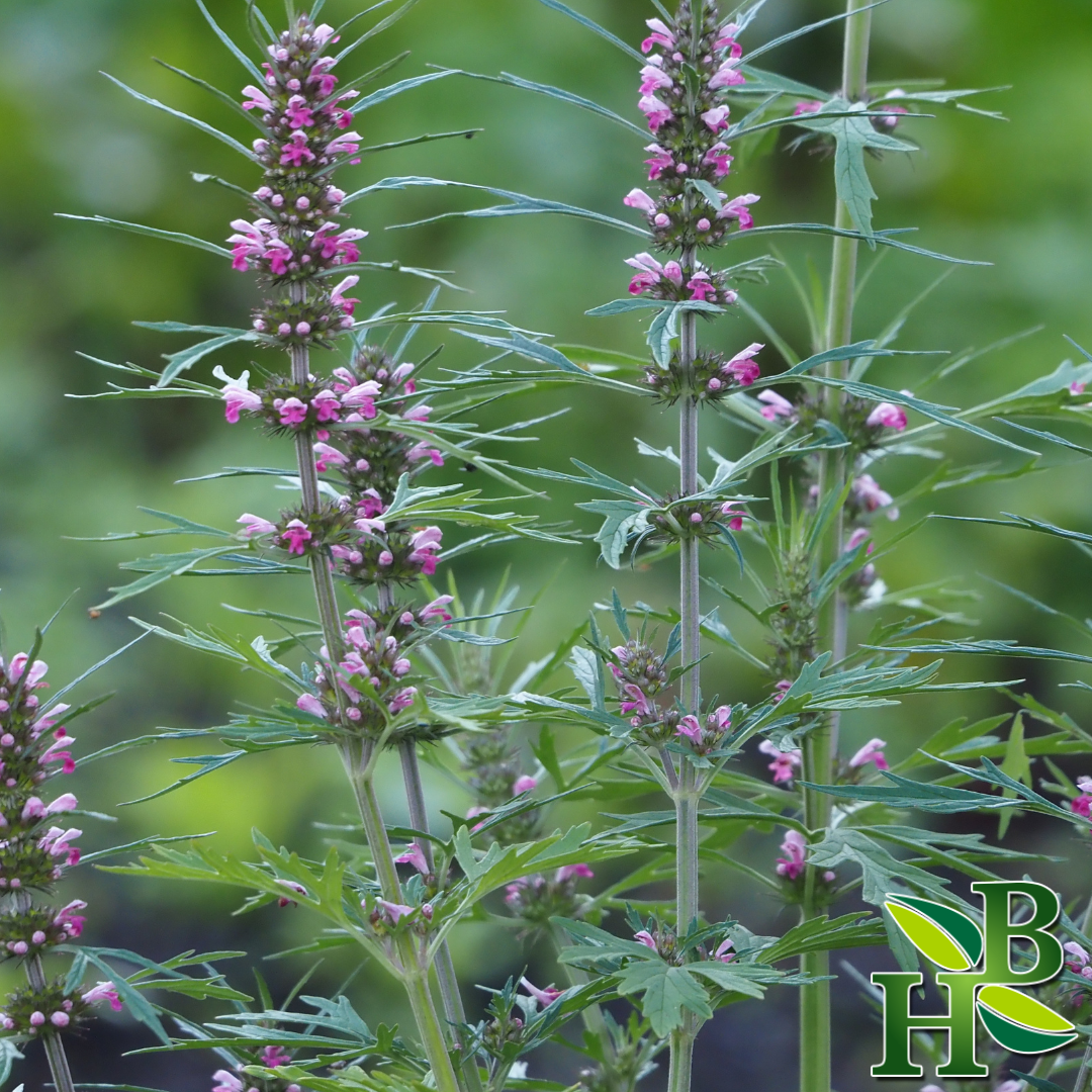 Herb To Body Motherwort Powder Dried Aerial Parts