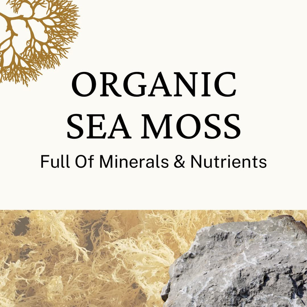 Herb to Body Gold Irish Sea Moss Wildcrafted Dried Algae