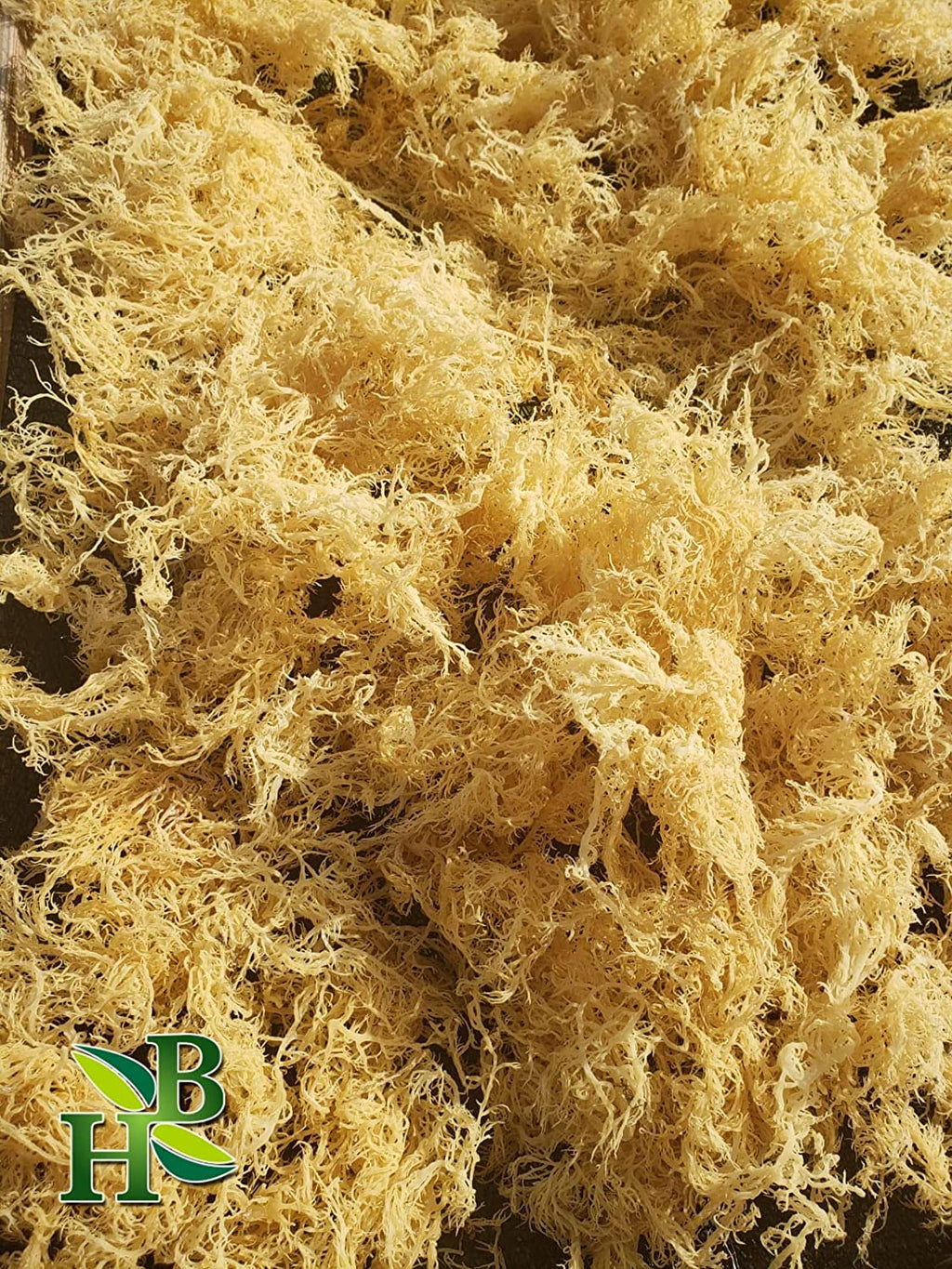 Herb to Body Gold Irish Sea Moss Wildcrafted Dried Algae