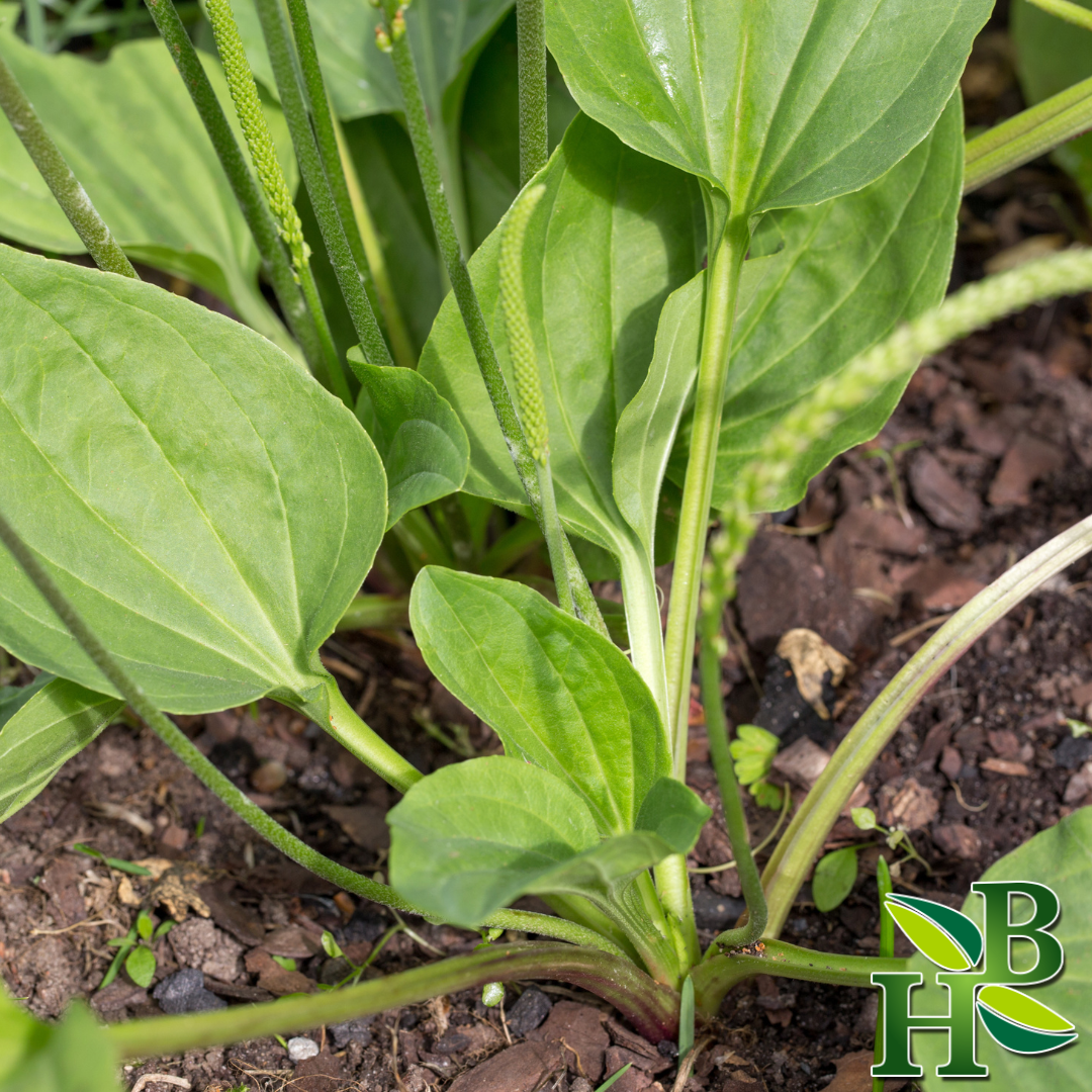 Herb To Body Plantain Leaf Powder European Broad