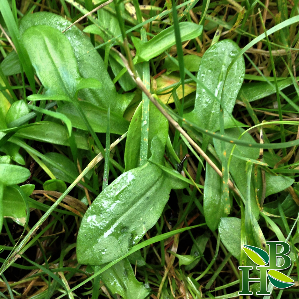 Herb To Body Sheep Sorrel Herb Cut & Sifted 4oz