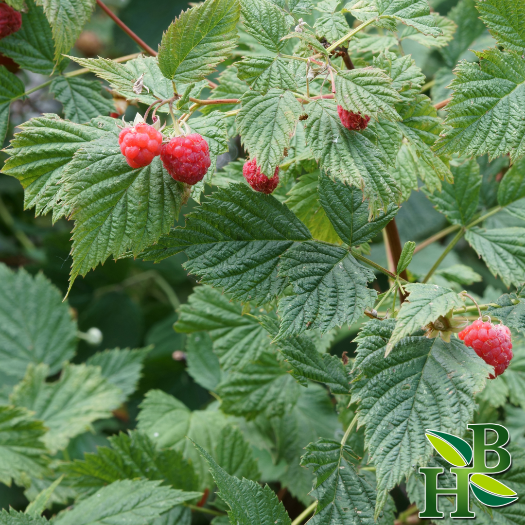 Herb To Body Raspberry Leaf Cut & Sifted Dried Herb 4oz