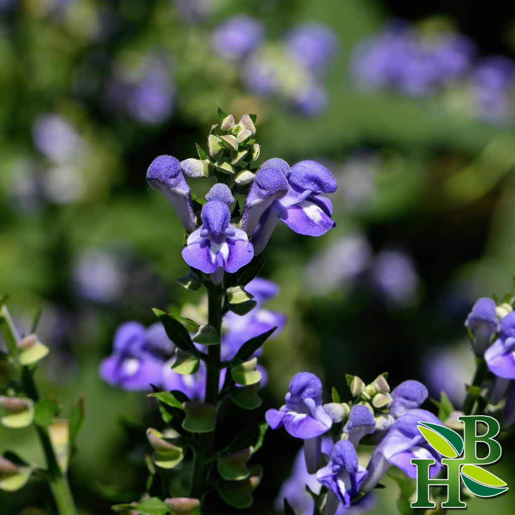Skullcap Organic Cut and Sifted Herbal Supplement 4 oz
