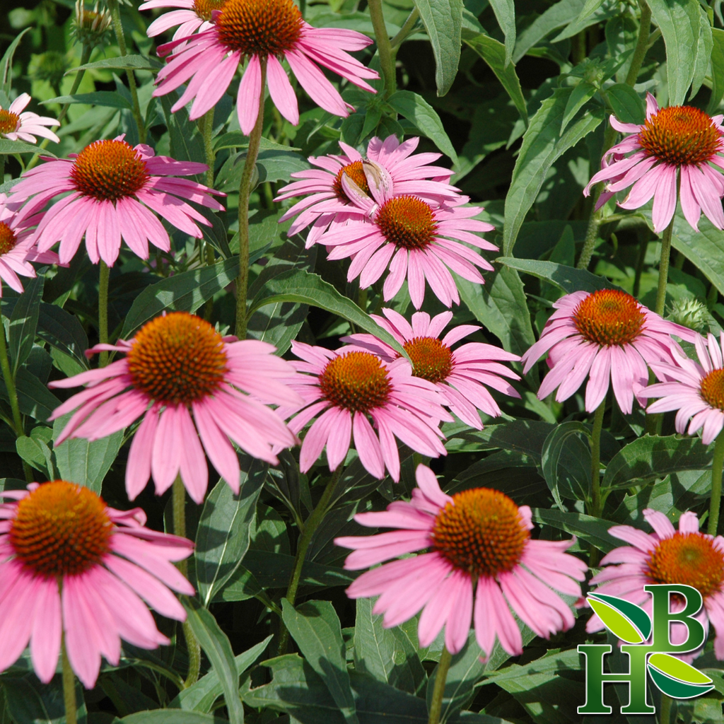 Echinacea Purpurea Tops Powder Dried Herbal Supplement 4oz