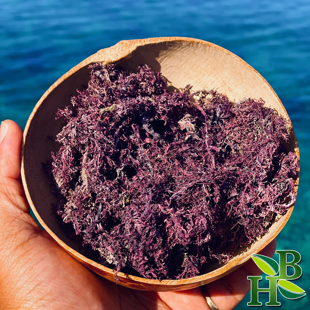 Herb To Body Wildcrafted Purple Irish Sea Moss