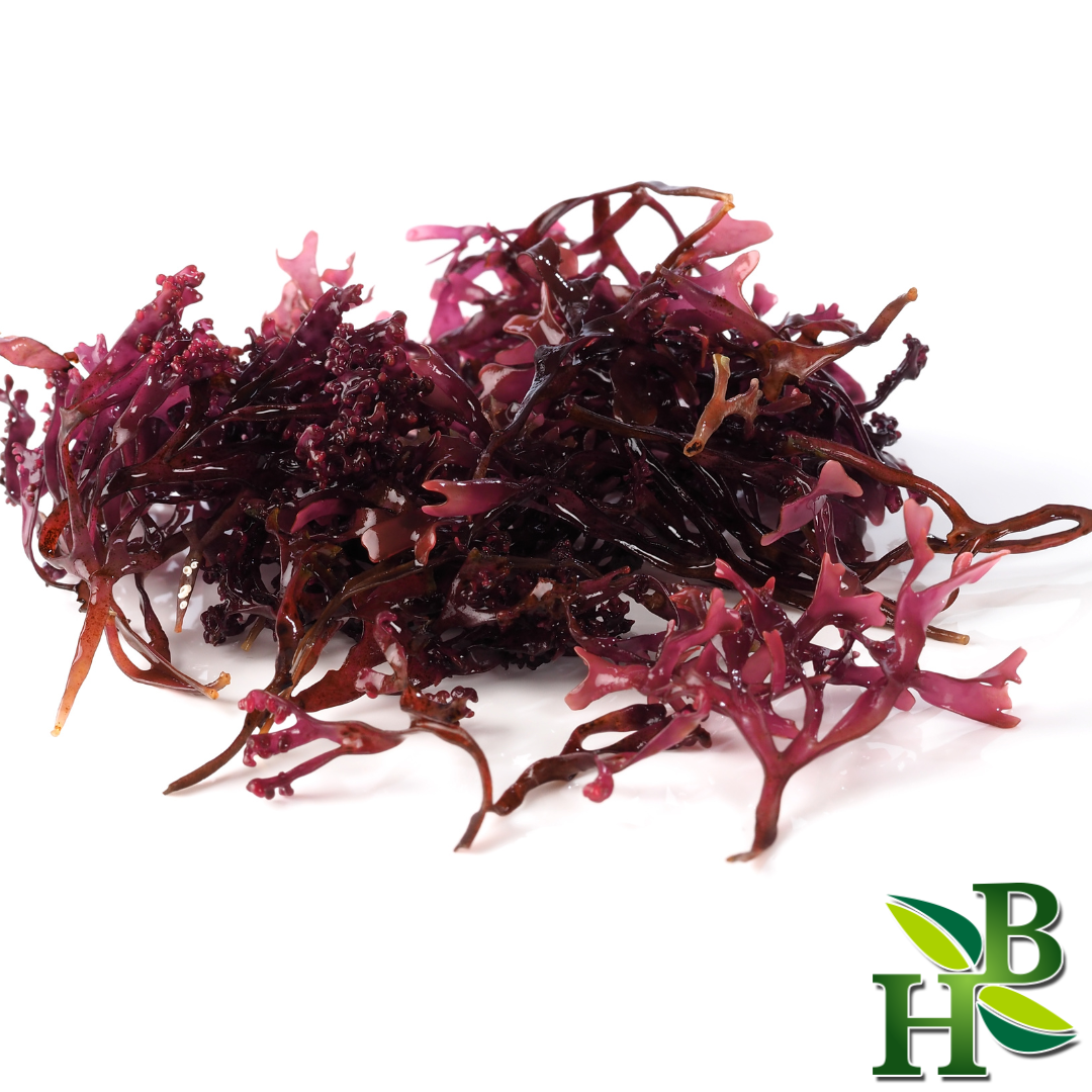 Herb To Body Organic Sea Moss Powder Red Seaweed Supplement