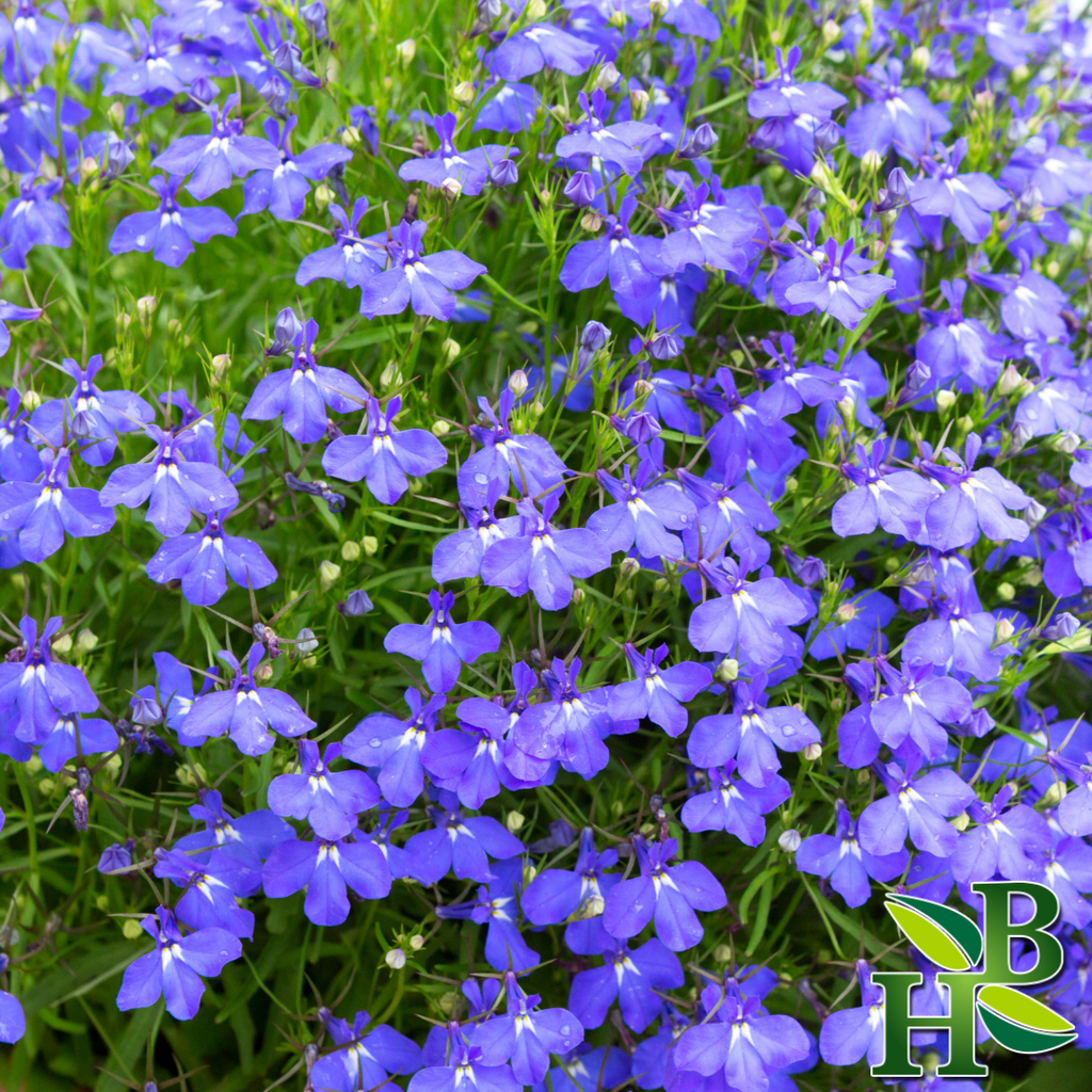 Herb To Body Lobelia Herb Cut & Sifted Botanical 4oz
