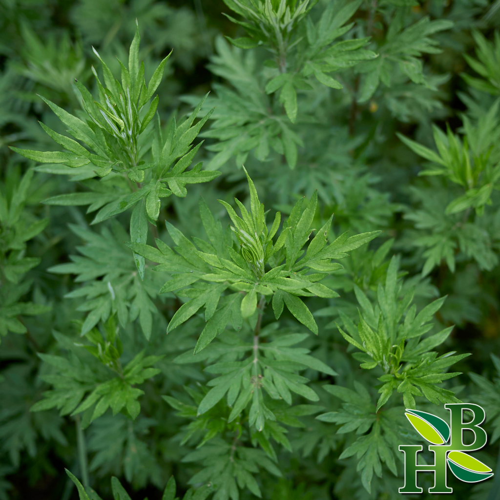 Herb To Body Mugwort Herb Powder Dried Ground Aerial Parts 4oz