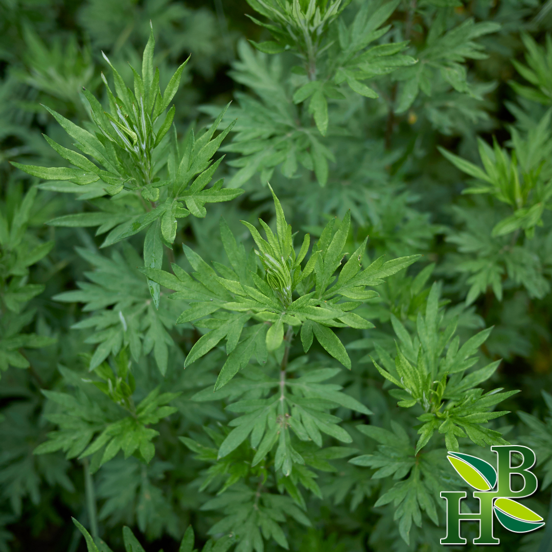 Herb To Body Mugwort Herb Powder Dried Ground Aerial Parts 4oz