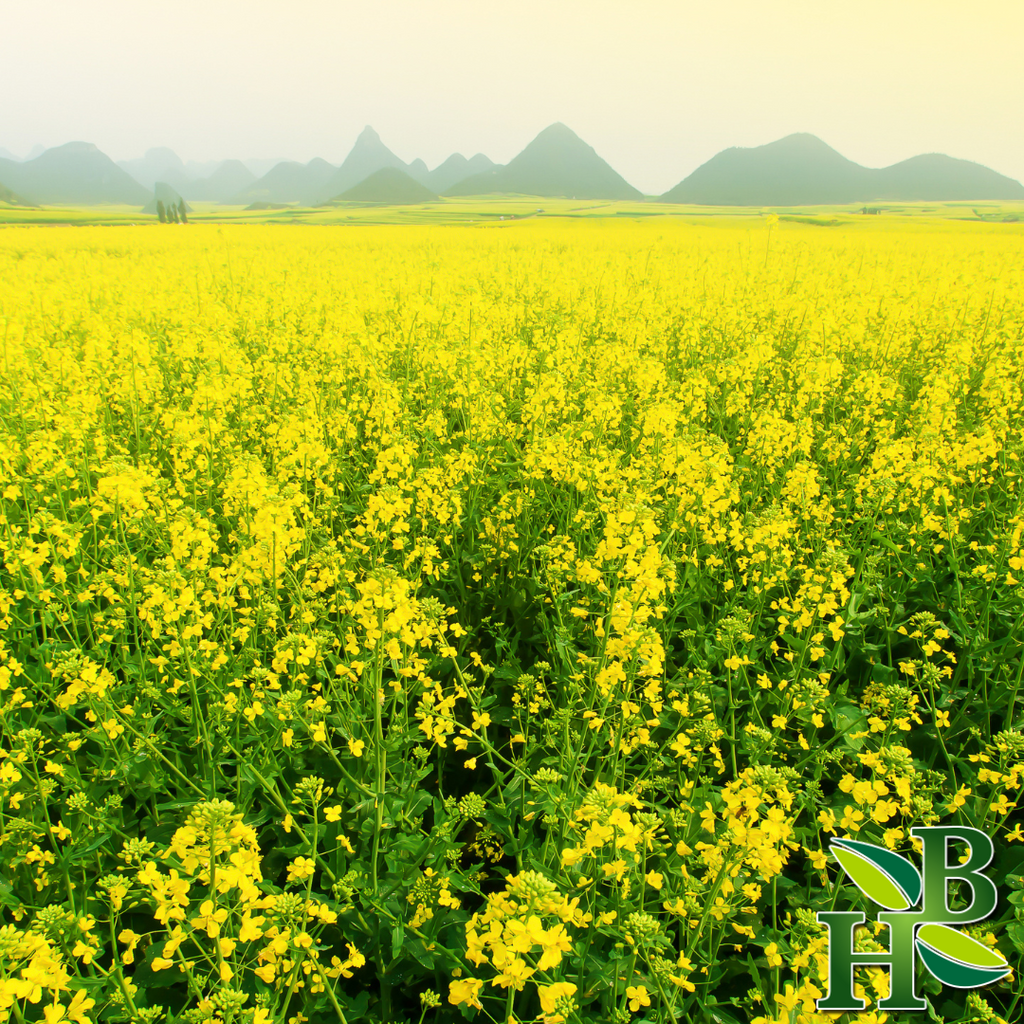 Yellow Mustard Powder Fine Ground Sinapis Alba 4oz