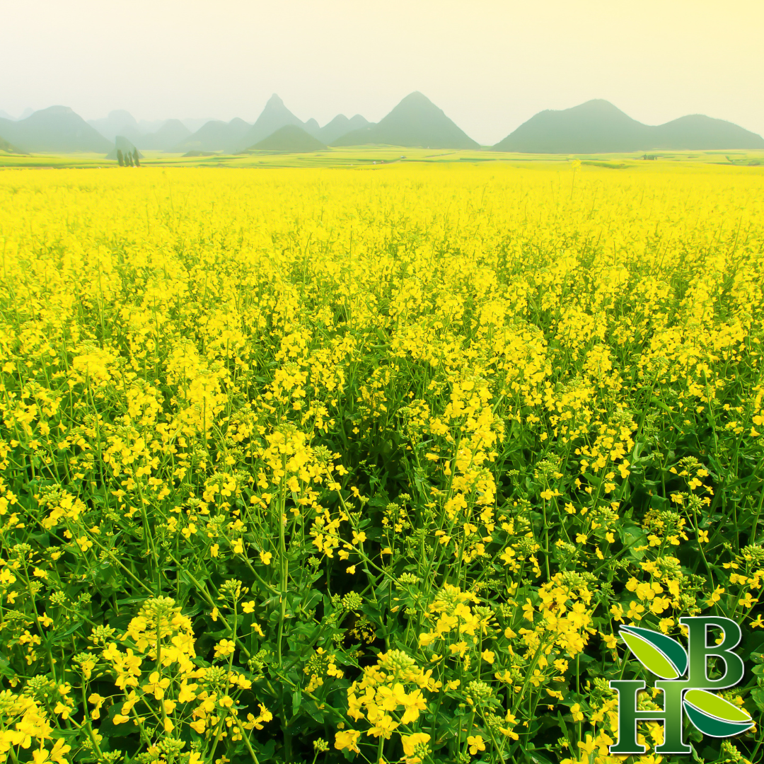 Yellow Mustard Powder Fine Ground Sinapis Alba 4oz