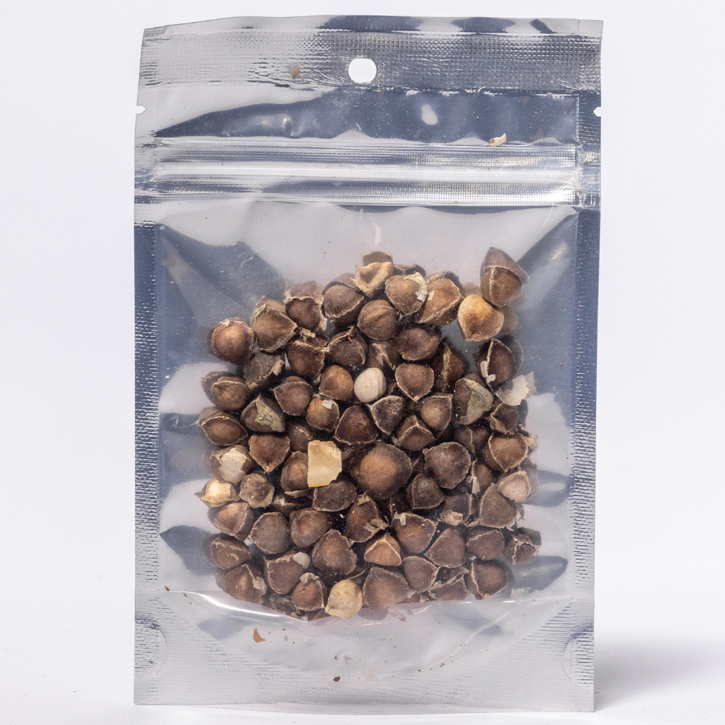 Herb To Body Moringa Seeds Whole Botanical Superfood 14g