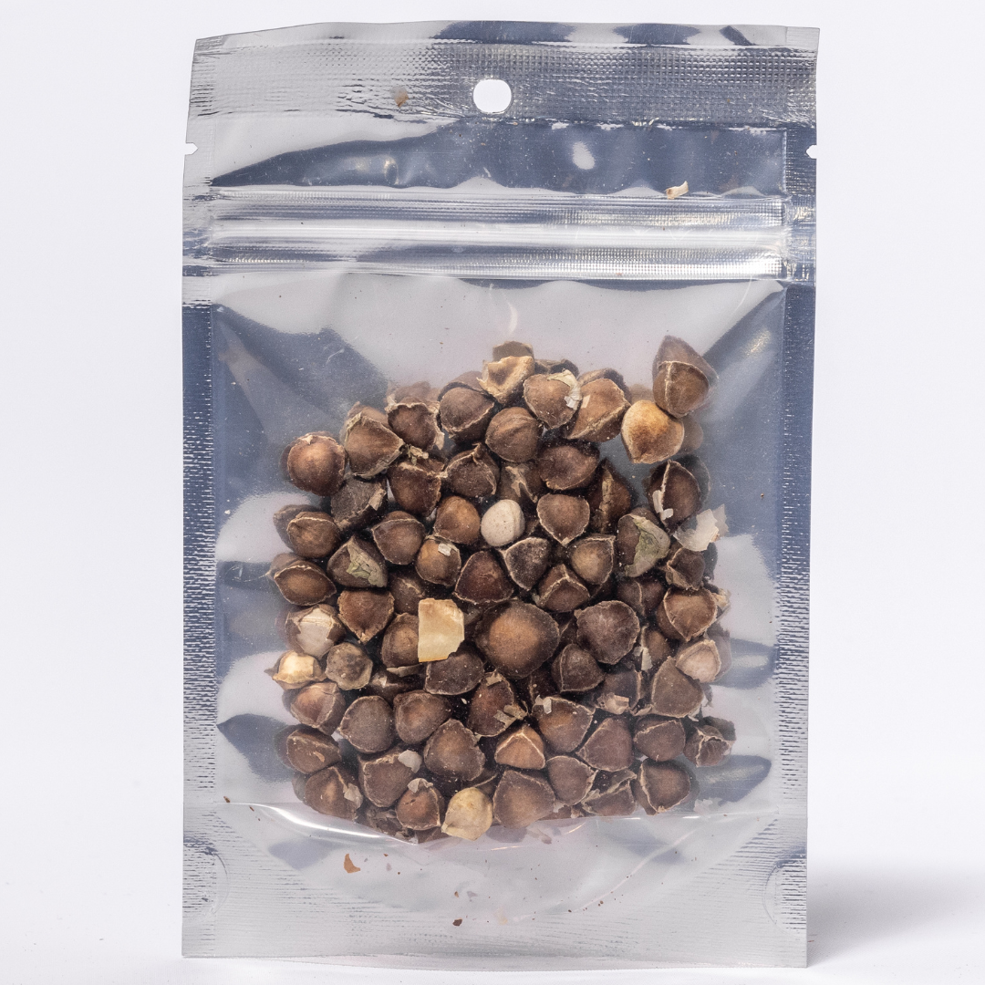 Herb To Body Moringa Seeds Whole Botanical Superfood 14g