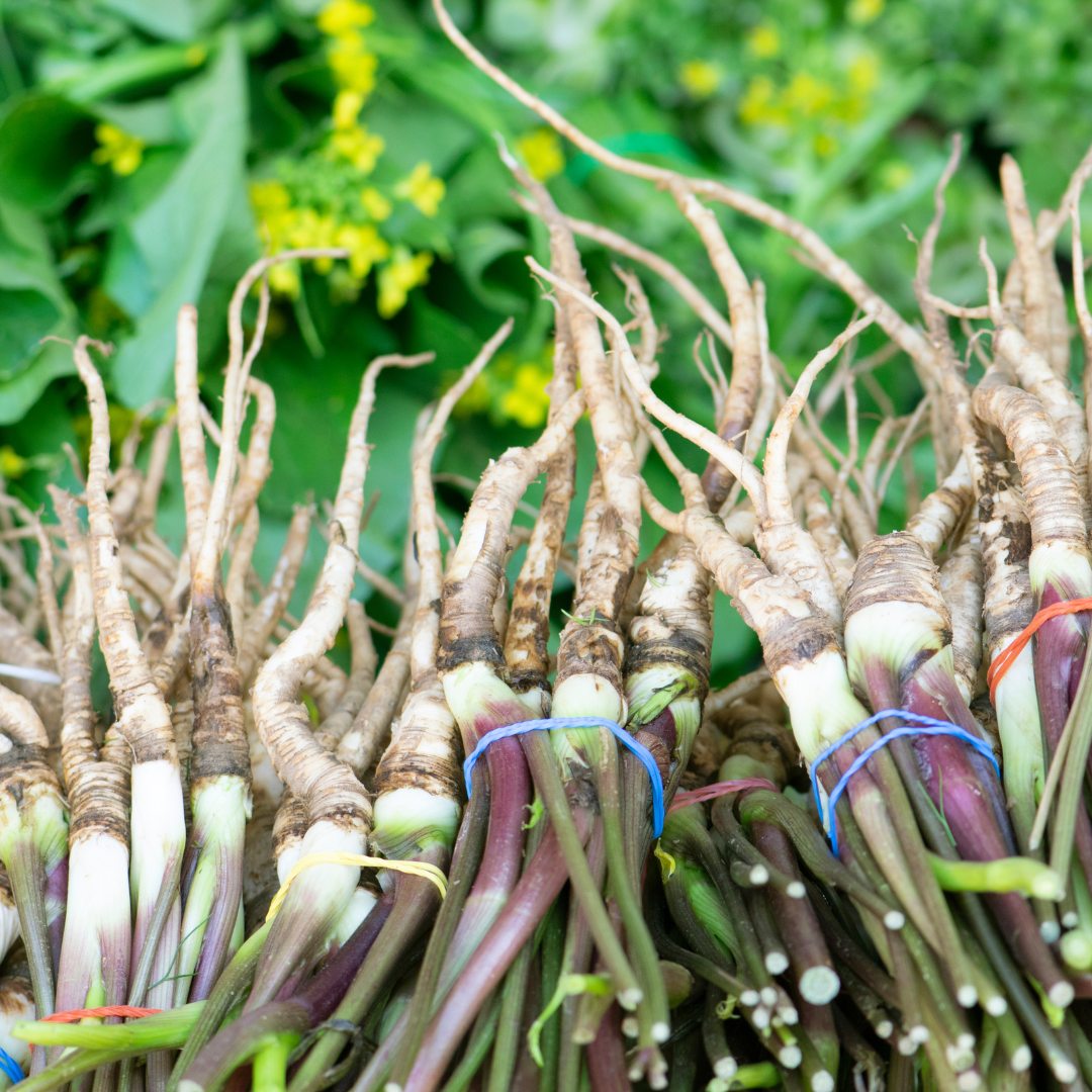 Herb To Body Dong Quai Root Powder Angelica Sinensis