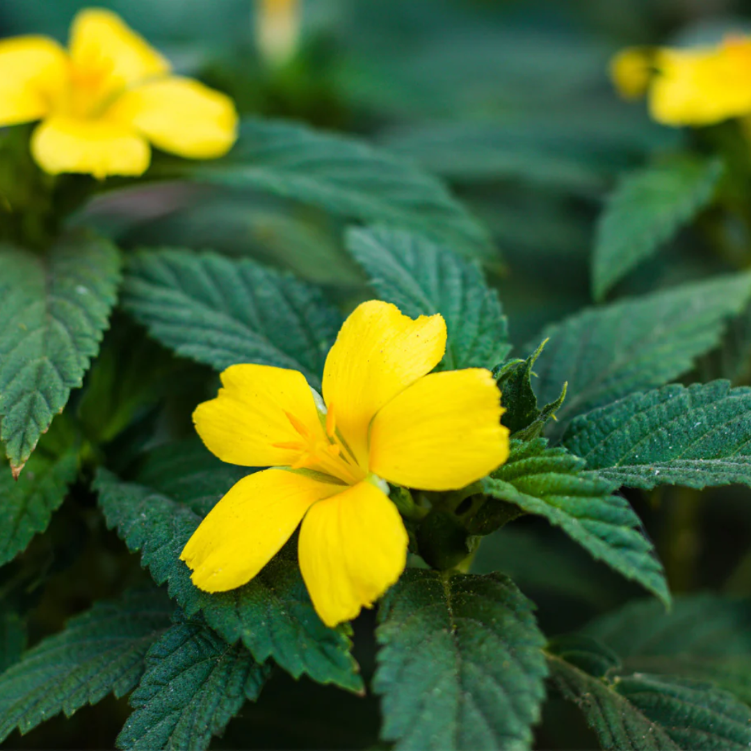 Herb To Body Damiana Leaf Powder Finely Milled Herbal Supplement