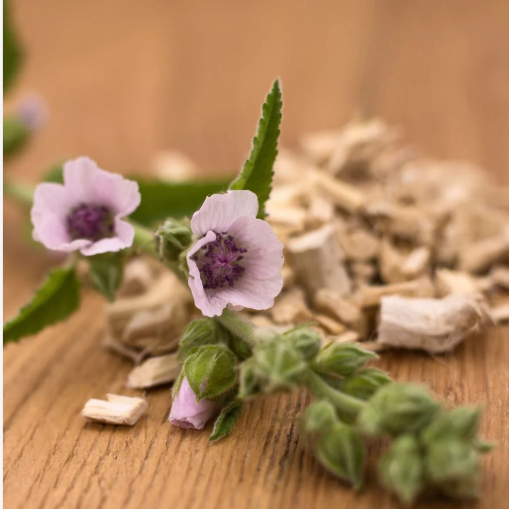 Herb To Body Marshmallow Root Dried Botanical Cut & Sifted