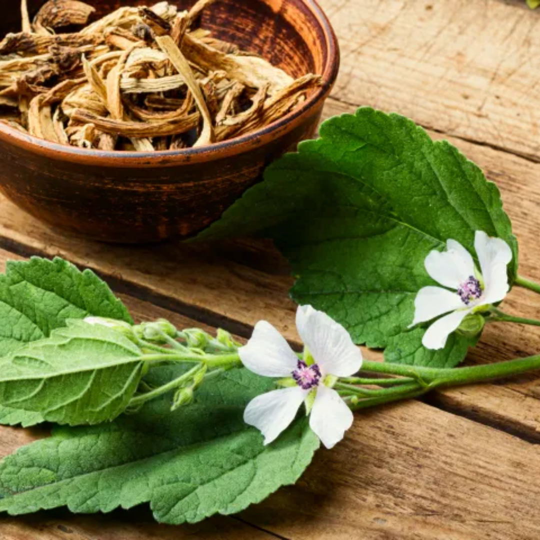 Herb To Body Marshmallow Root Dried Botanical Cut & Sifted