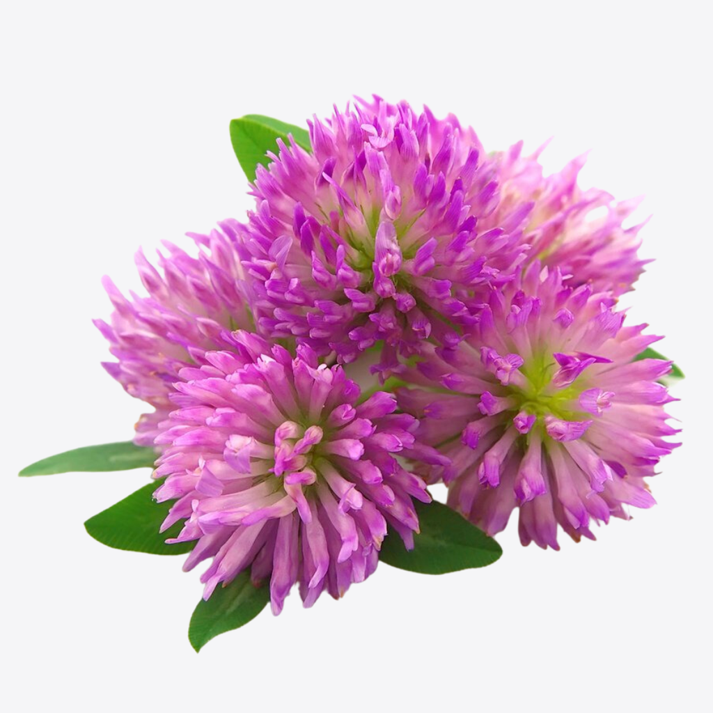 Red Clover Tops C/S Dried Herbal Tea 4 oz