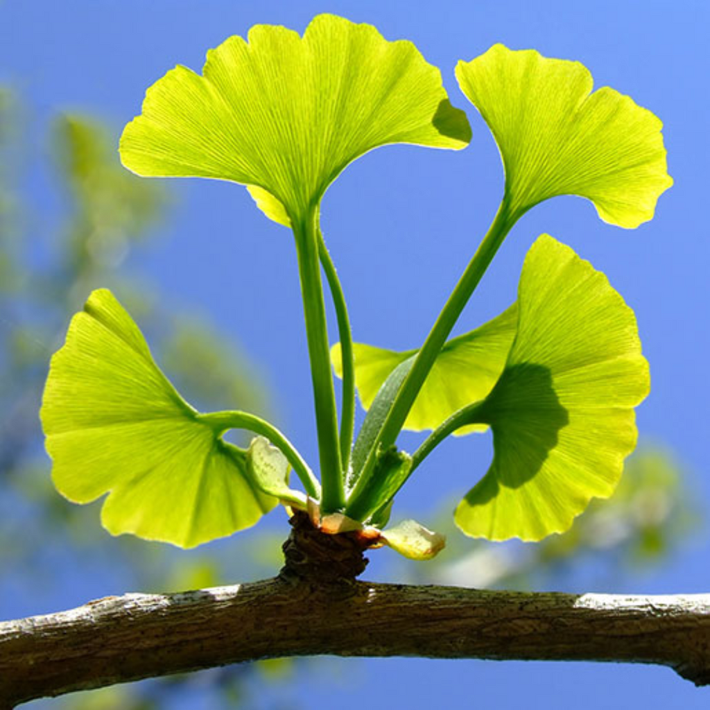 Herb To Body Ginkgo Leaf Powder Pure Botanical Supplement