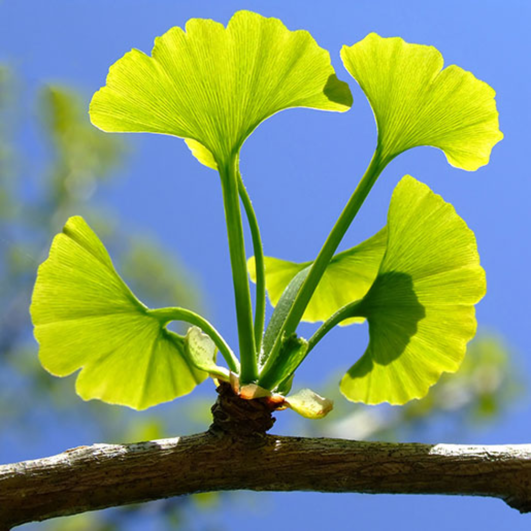Herb To Body Ginkgo Leaf Powder Pure Botanical Supplement