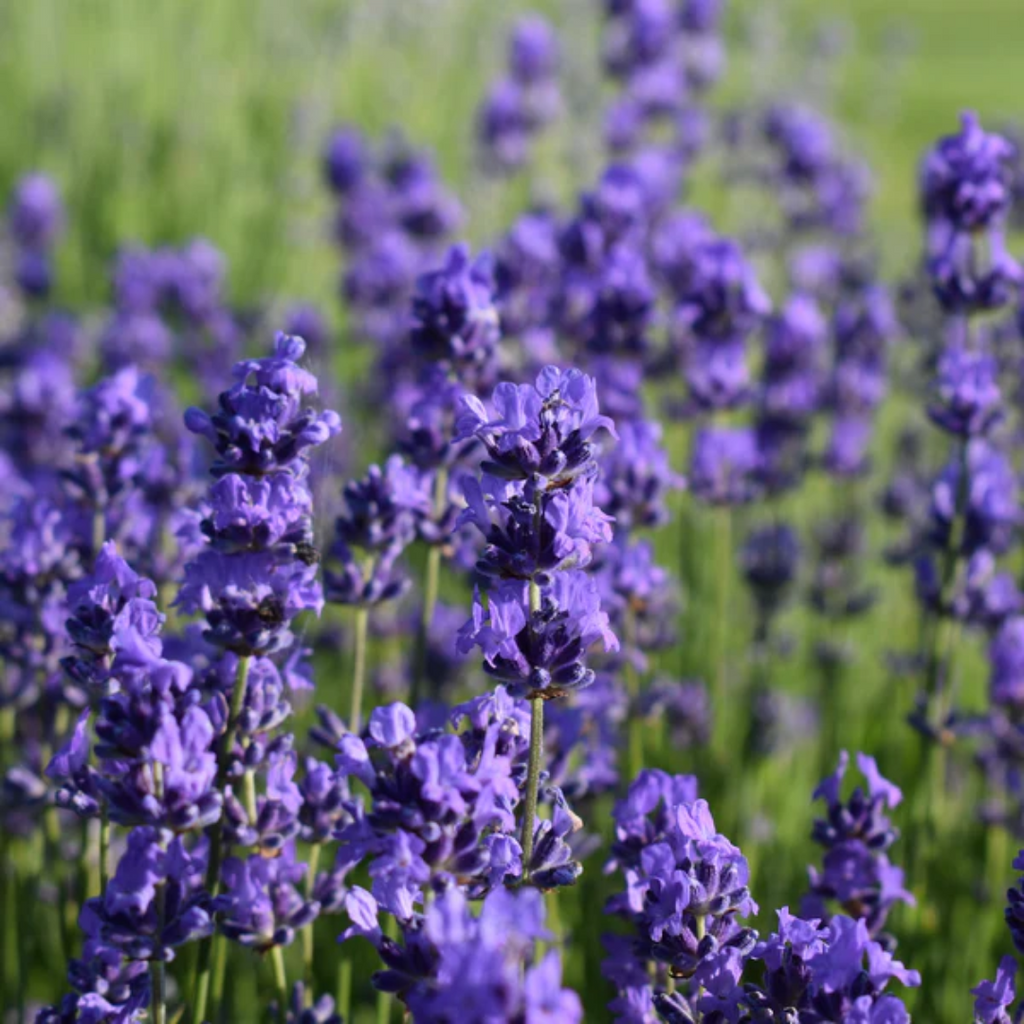 Lavender Flower Whole Ultra Dried Culinary Herb 4 oz