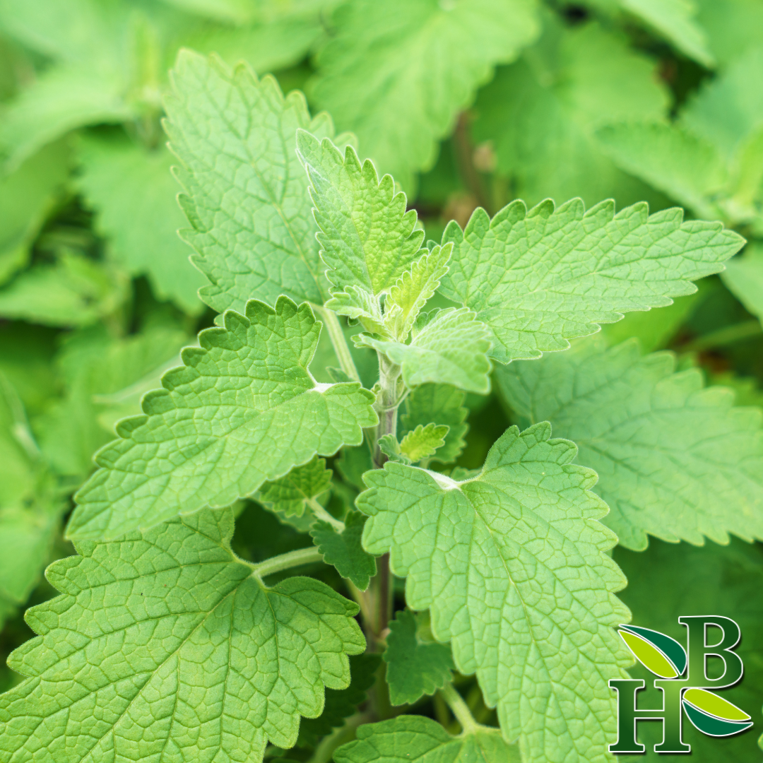 Herb To Body Fine Cut & Sifted Catnip Herb 4 oz