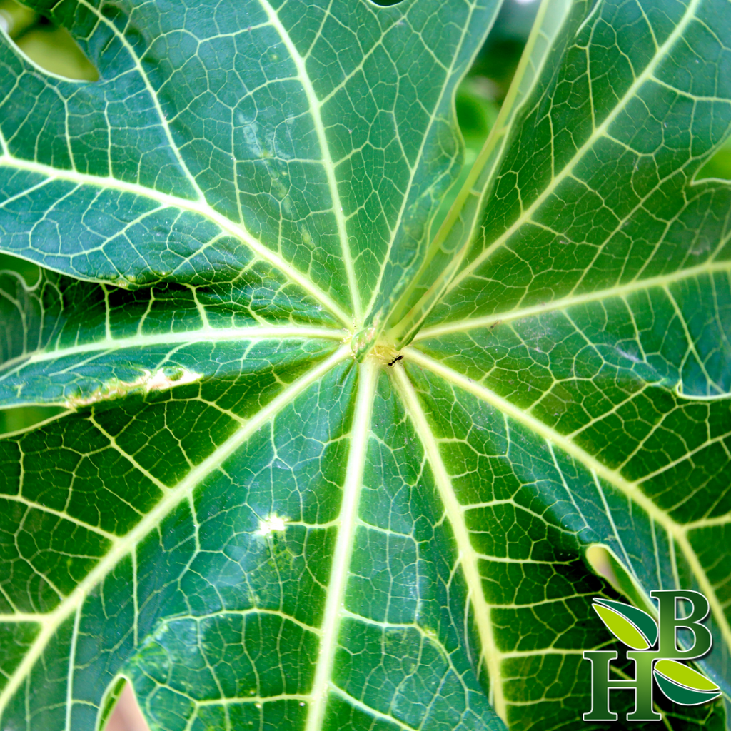 Herbtobody Papaya Leaf Cut & Sifted Herbal Supplement 4 oz