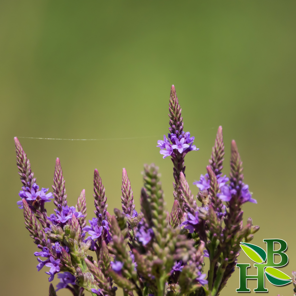 Blue Vervain Herb Cut and Sifted Certified Organic 4oz