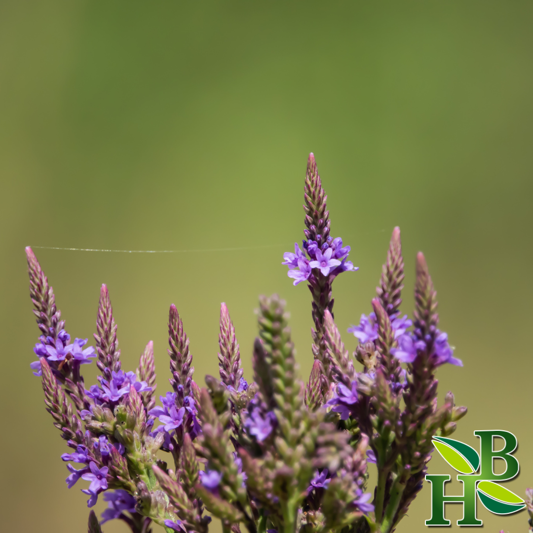 Blue Vervain Herb Cut and Sifted Certified Organic 4oz