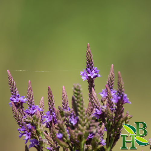 Blue Vervain Herb Cut and Sifted Certified Organic 4oz