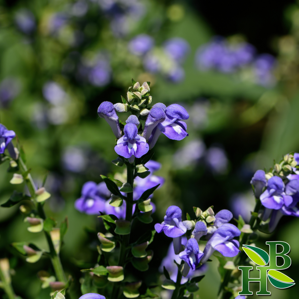 Skullcap Herb Powder Scutellaria Lateriflora Raw Botanical
