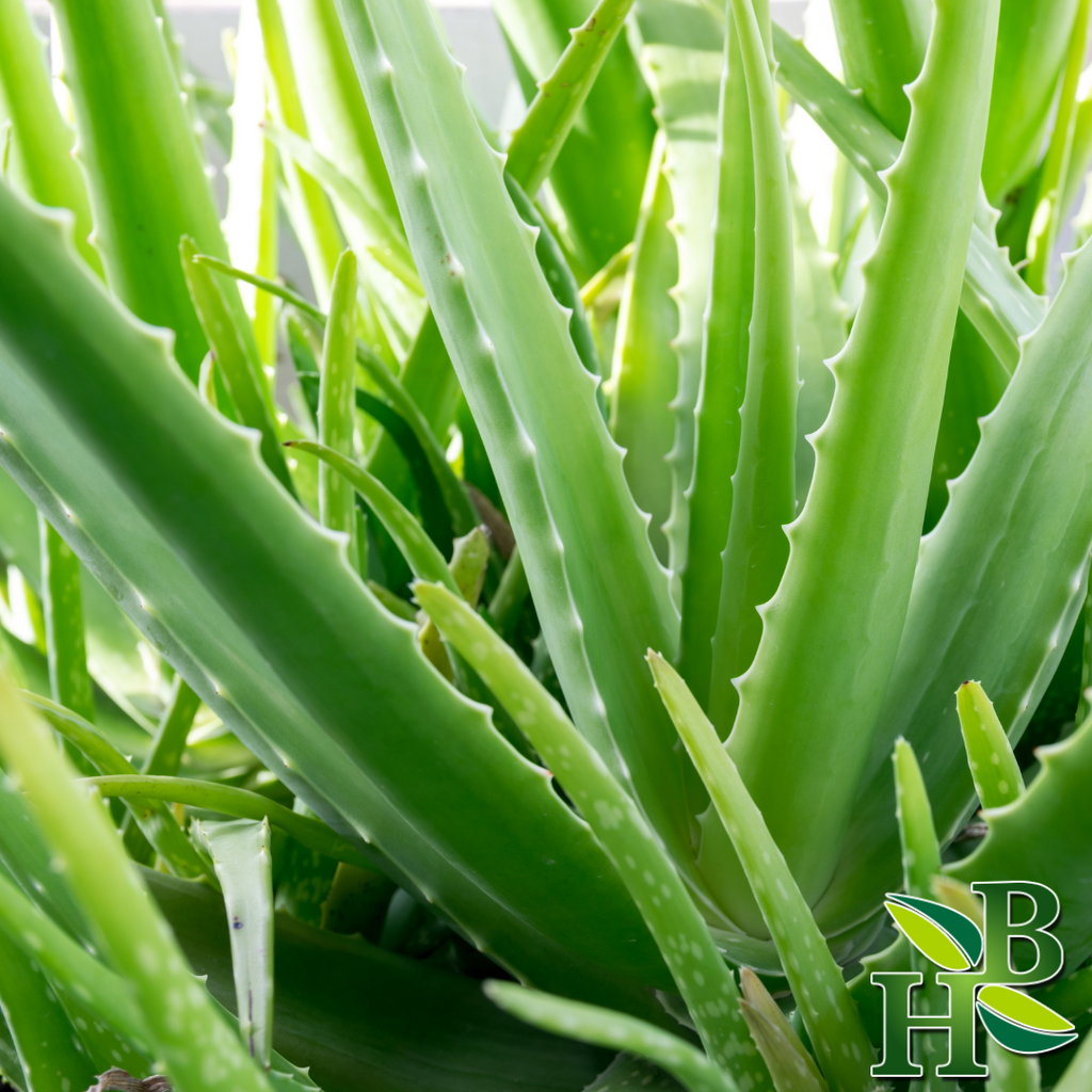 Herb To Body Aloe Vera Leaf Powder Natural Botanical Supplement