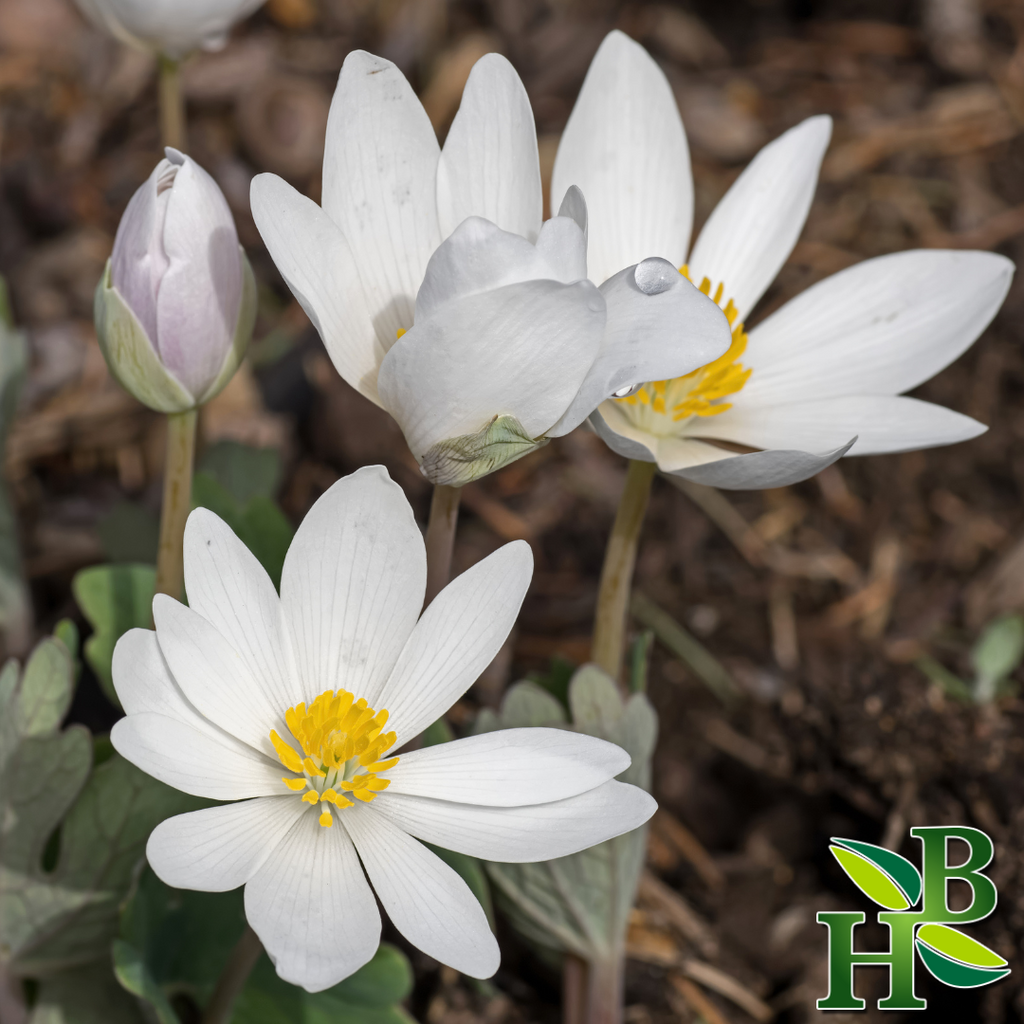 Herb To Body Bloodroot Cut and Sifted Herb 4oz