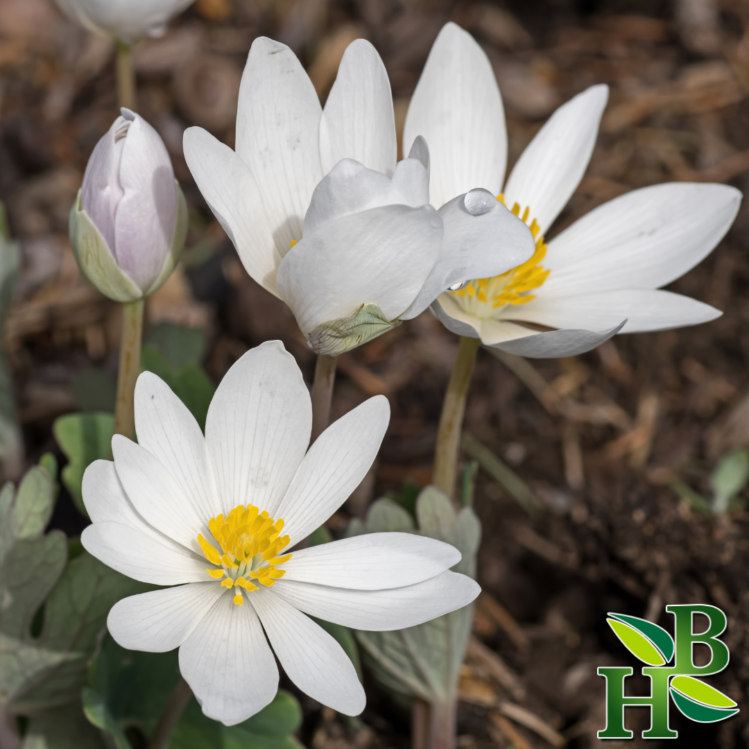Herb To Body Bloodroot Cut and Sifted Herb 4oz