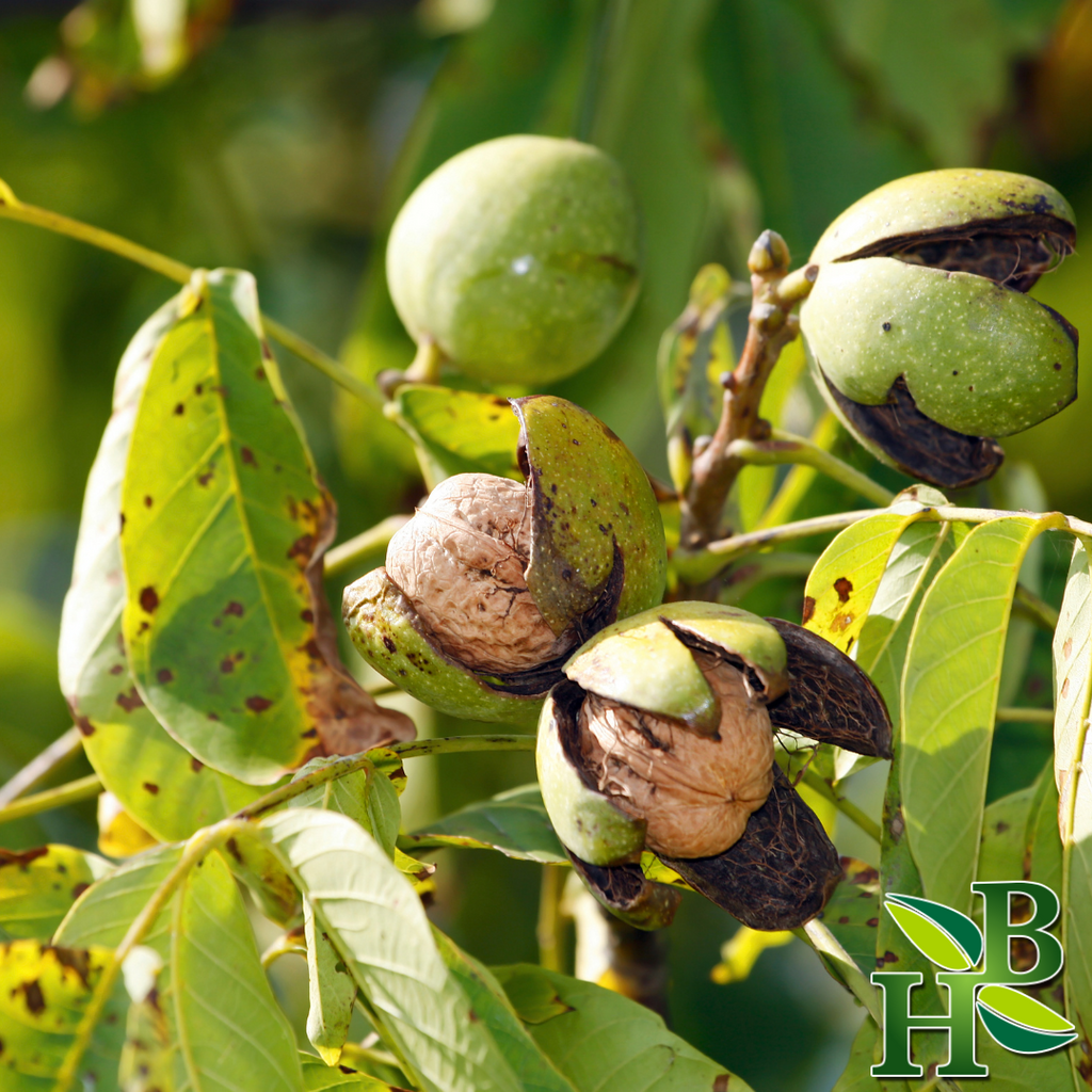 Herb To Body Black Walnut Leaf Powder Juglans Nigra