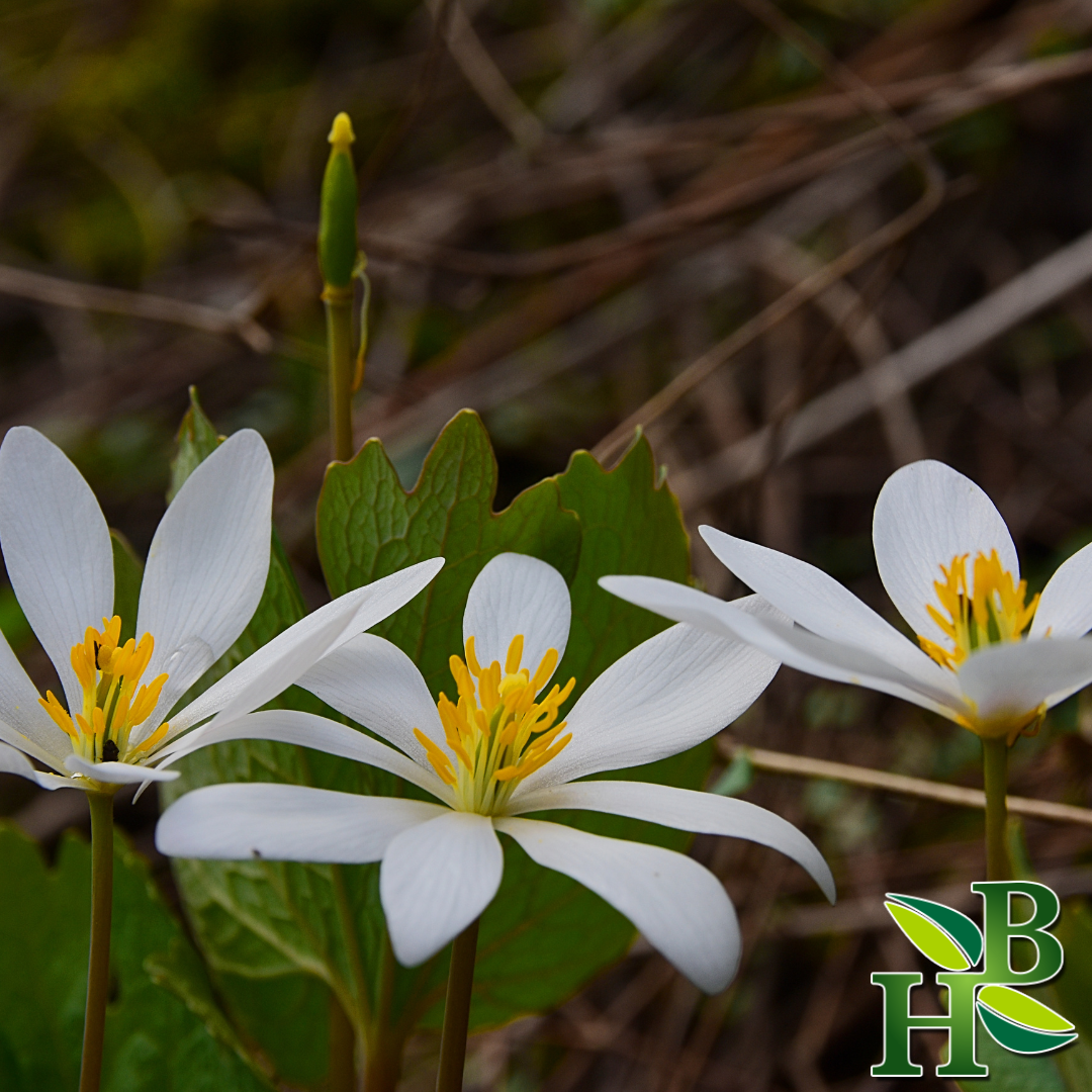 Bloodroot Powder Sanguinaria Canadensis Natural Dye 4 oz
