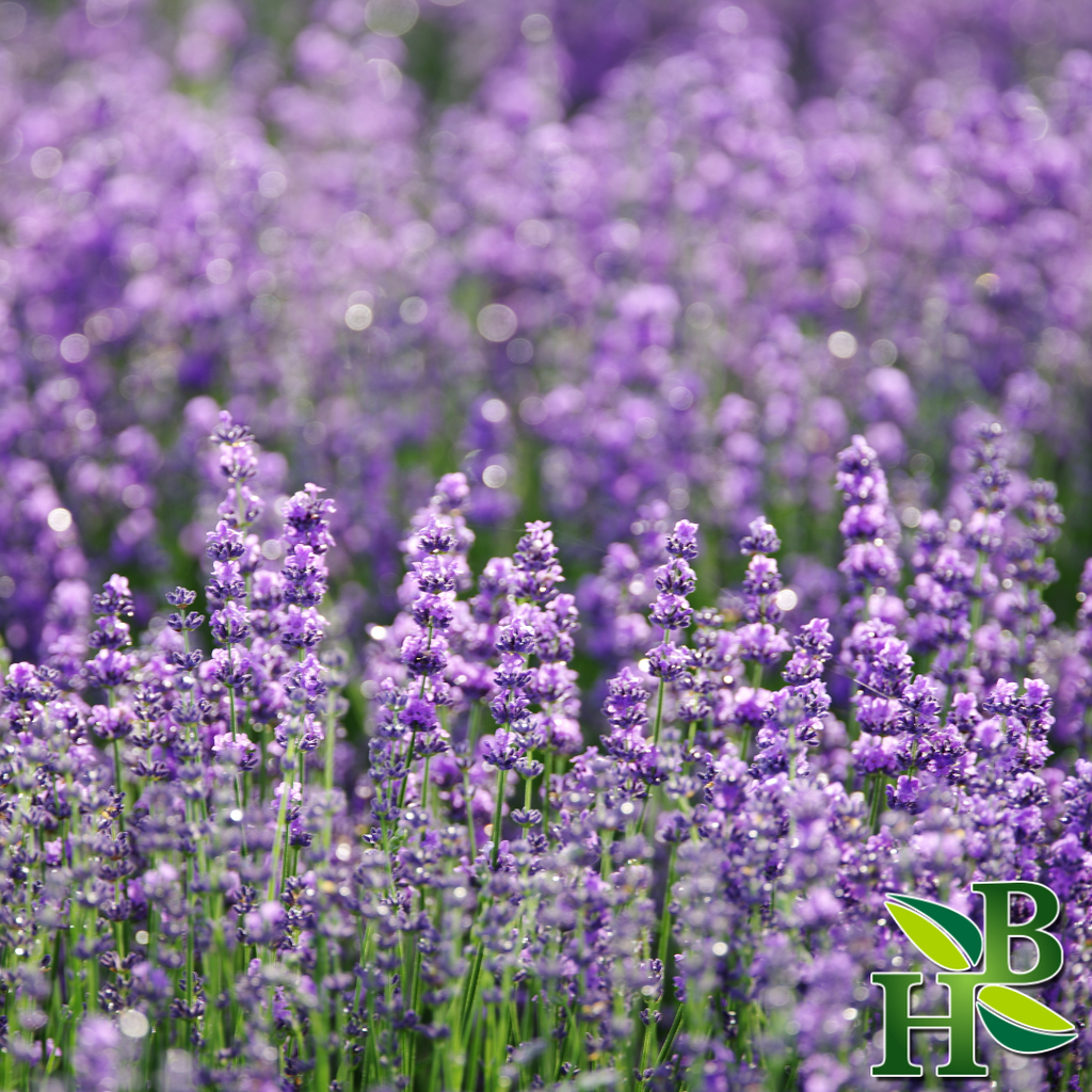 Herb To Body Lavender Flowers Whole Extra 4oz