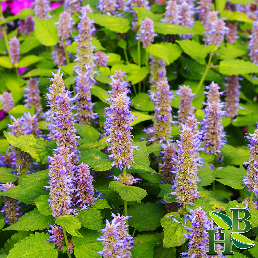 Herb To Body Hyssop Leaf Cut & Sifted 4oz