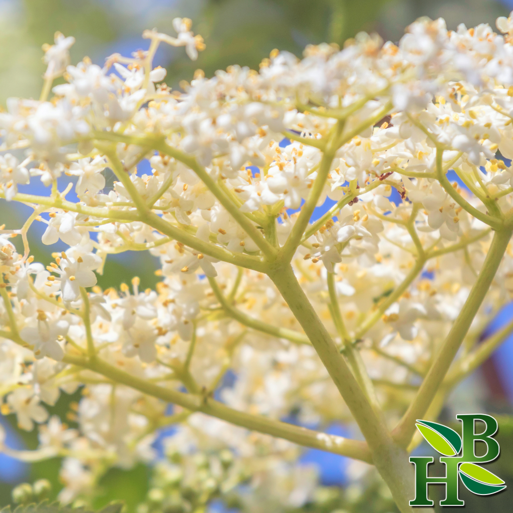 Herb To Body Whole Dried Elder Flowers 4oz
