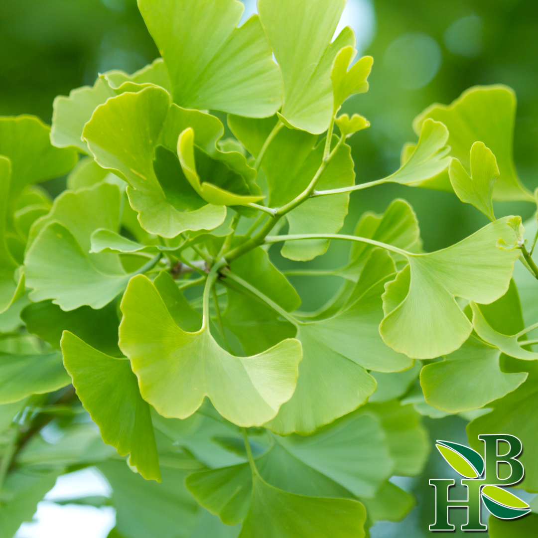 Herb To Body Ginkgo Leaf Powder Pure Botanical Supplement