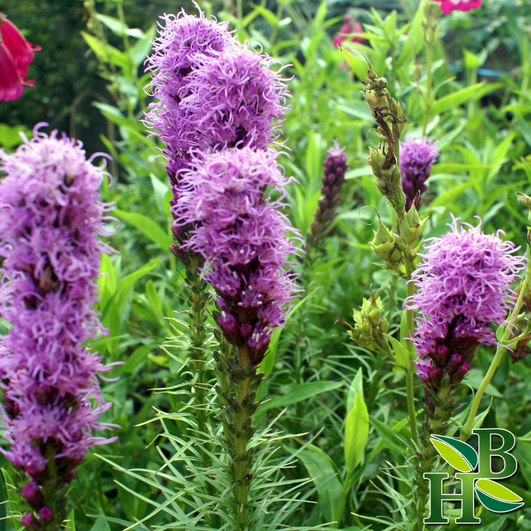 Herb To Body Hyssop Herb Powder 4oz Leaf and Flower