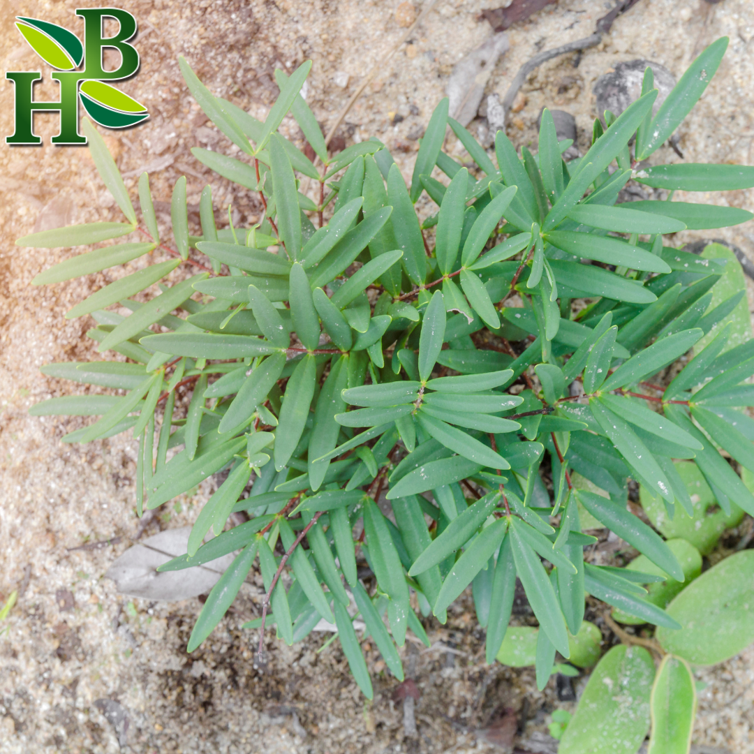 Herb To Body Tongkat Ali Root Powder