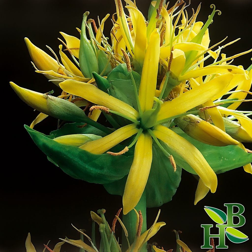 Herb To Body Gentian Root Powder Bitter Herb 4oz