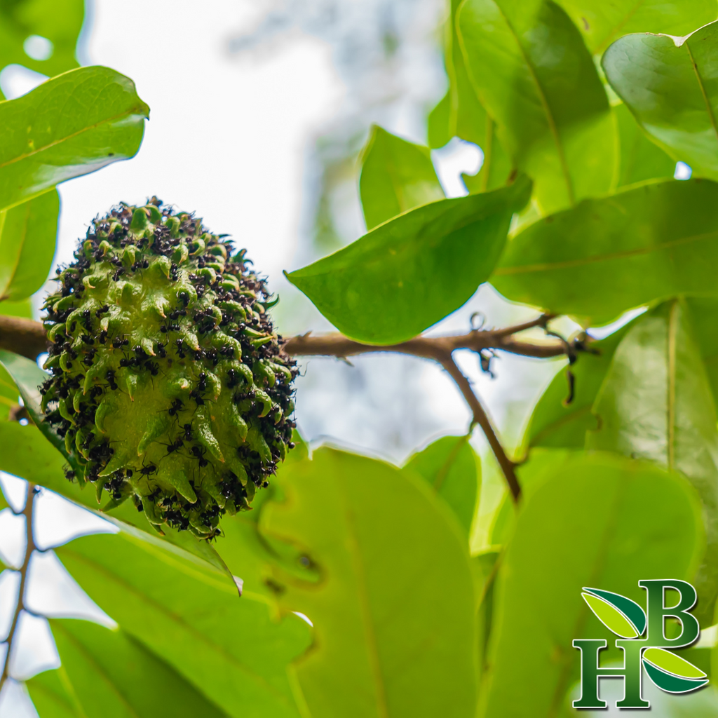 Herb To Body Graviola Soursop Leaf Powder Pure Herbal Supplement
