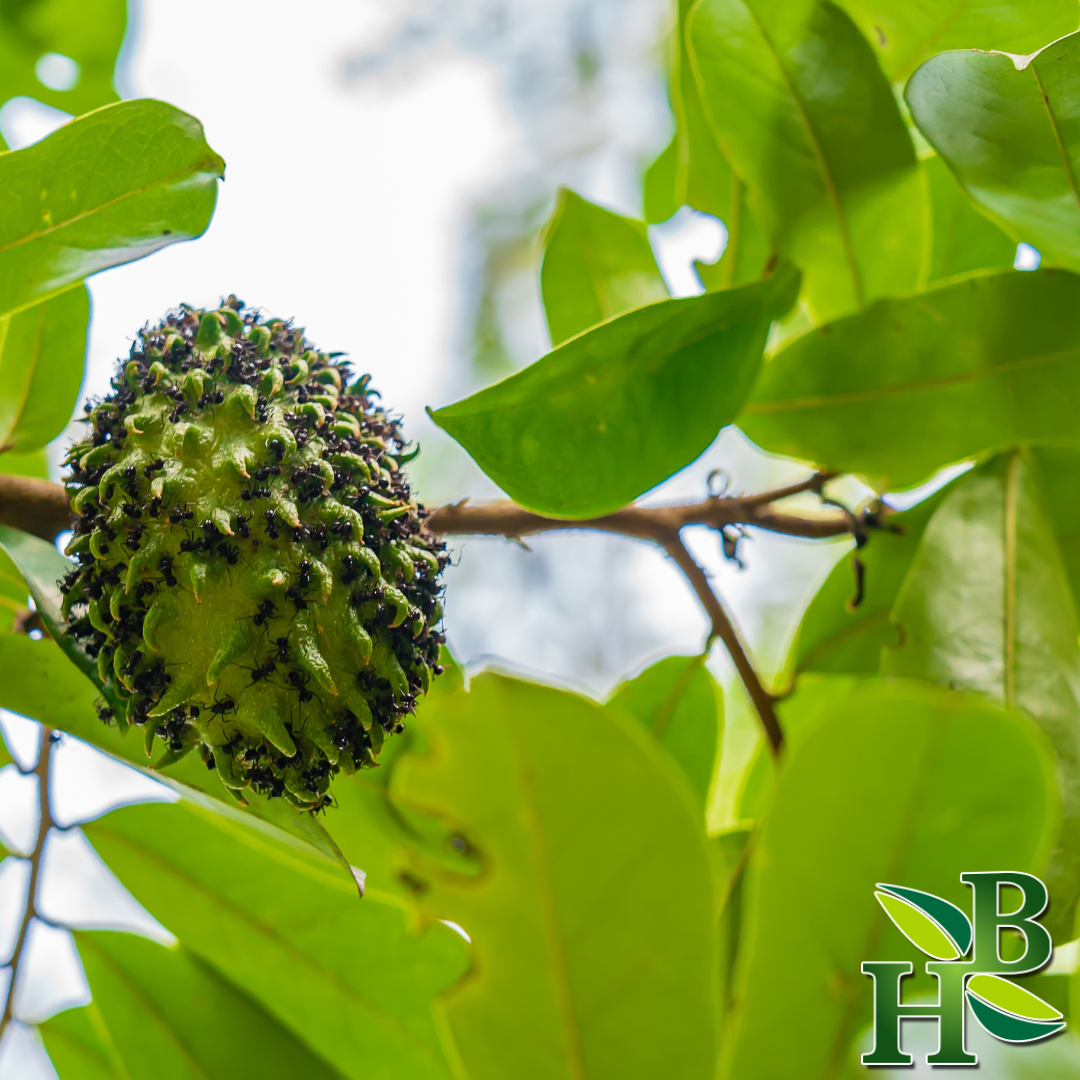Herb To Body Graviola Soursop Leaf Powder Pure Herbal Supplement