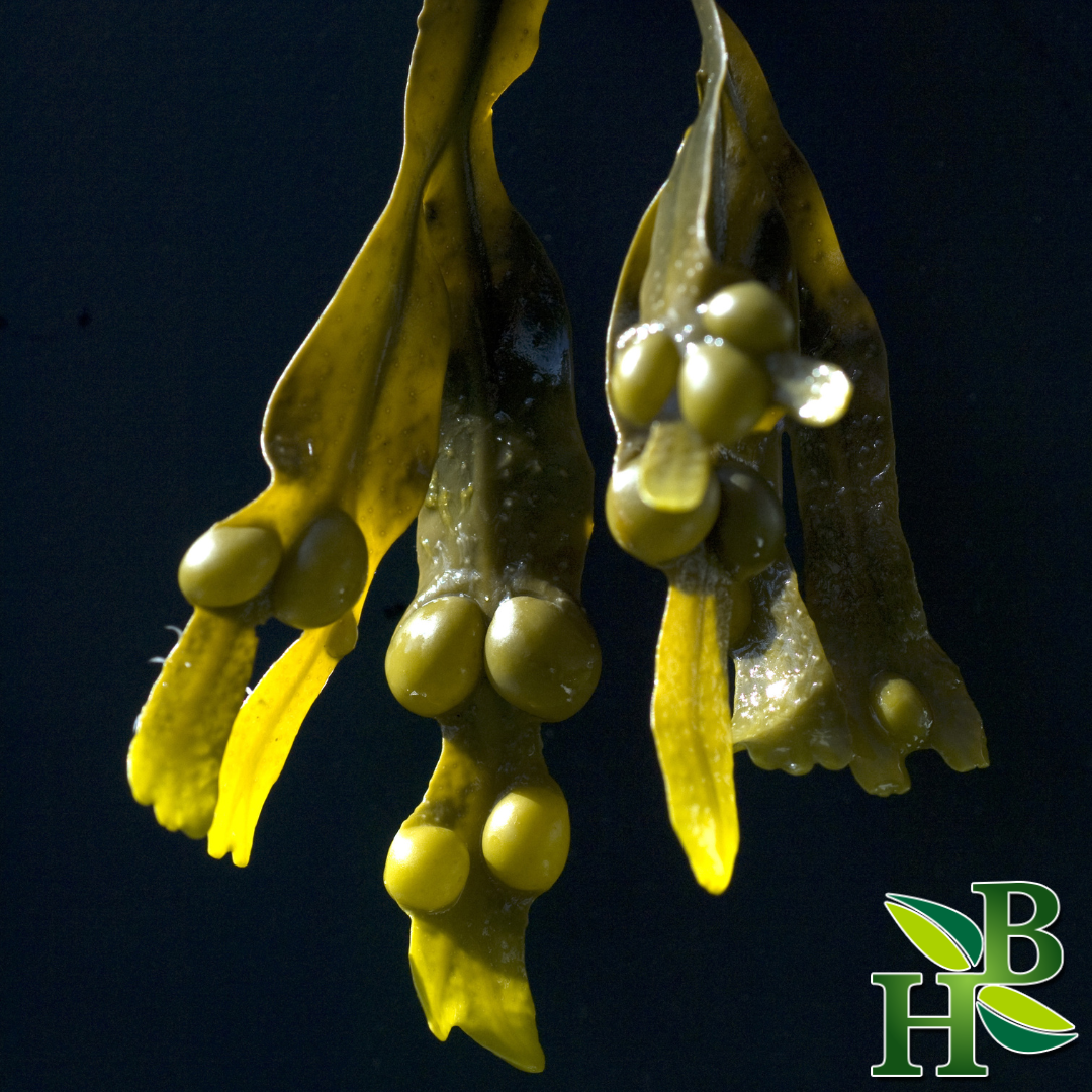 Herb To Body Bladderwrack Powder Marine Botanical Supplement