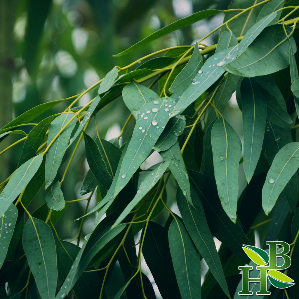 Herb To Body Eucalyptus Leaf Cut & Sifted Culinary Herb 4oz