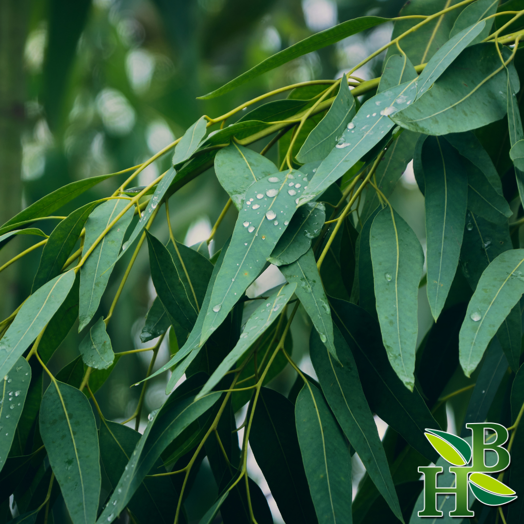 Herb To Body Eucalyptus Leaf Cut & Sifted Culinary Herb 4oz