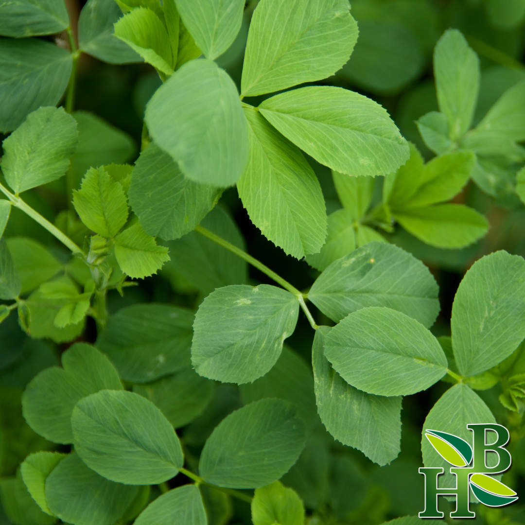 Herb To Body Alfalfa Leaf Powder Dried Herbal Supplement 4oz