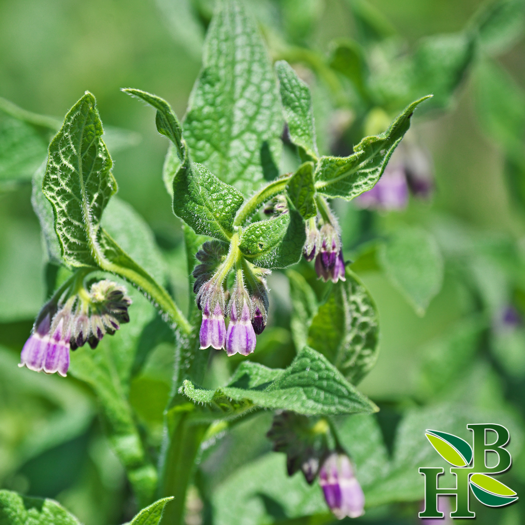 Herb to Body Comfrey Leaf Powder Symphytum Officinale Topical Skincare